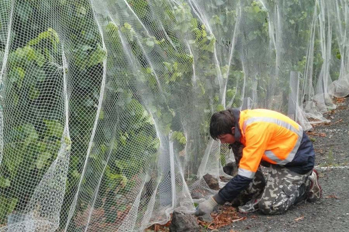 Netting Grants up to $100K for NSW Growers